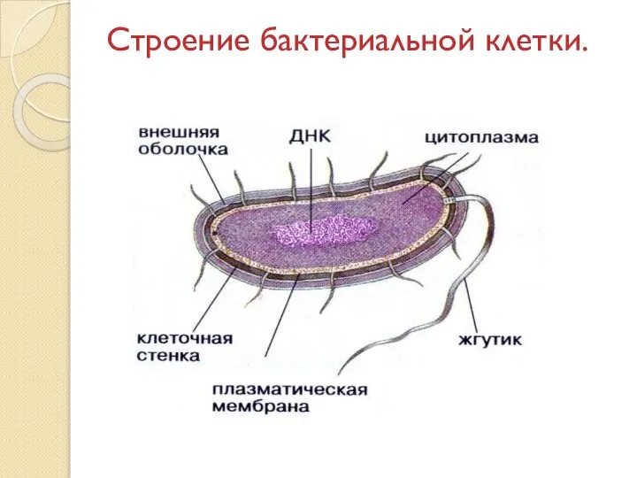 Строение бактериальной клетки.