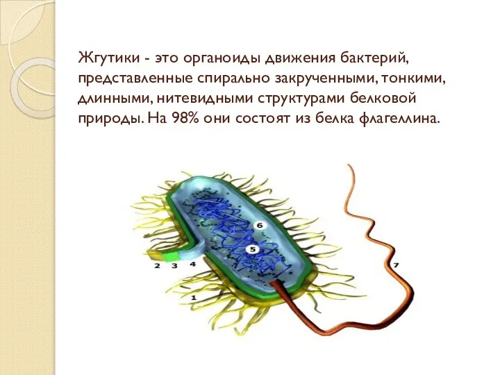 Жгутики - это органоиды движения бактерий, представленные спирально закрученными, тонкими, длинными,