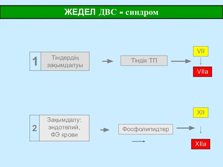 Тіндік ТП Фосфолипидтер VII XII VIIа XIIа