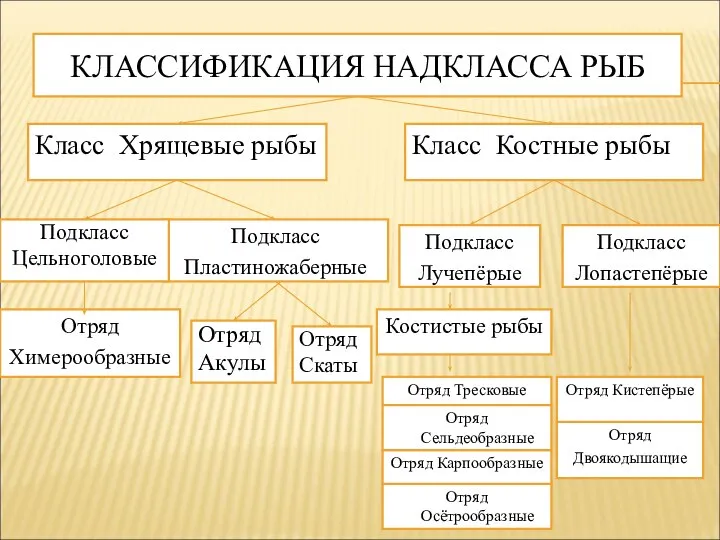 КЛАССИФИКАЦИЯ НАДКЛАССА РЫБ Подкласс Пластиножаберные Класс Костные рыбы Класс Хрящевые рыбы