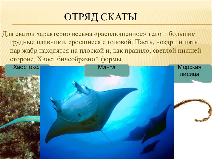 ОТРЯД СКАТЫ Для скатов характерно весьма «расплющенное» тело и большие грудные