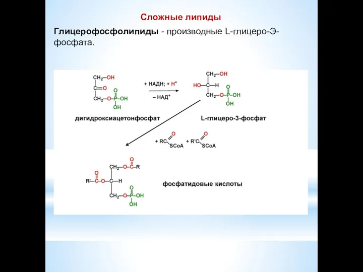 Сложные липиды Глицерофосфолипиды - производные L-глицеро-Э-фосфата.