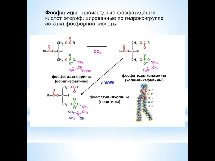 Фосфатиды - производные фосфатидовых кислот, этерифицированные по гидроксигруппе остатка фосфорной кислоты