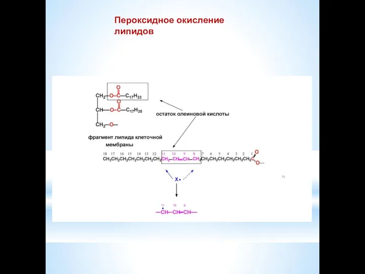 Пероксидное окисление липидов 19