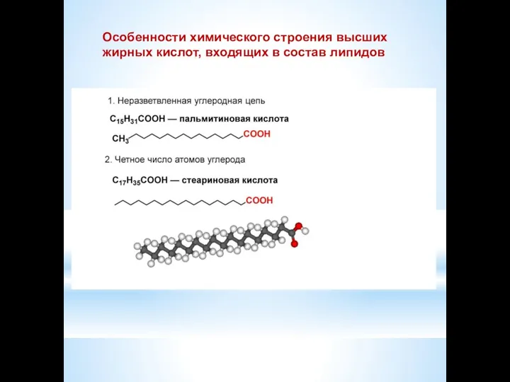 Особенности химического строения высших жирных кислот, входящих в состав липидов