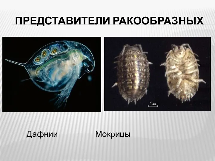 ПРЕДСТАВИТЕЛИ РАКООБРАЗНЫХ Дафнии Мокрицы