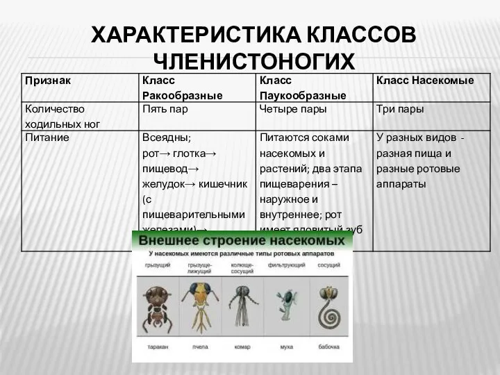 ХАРАКТЕРИСТИКА КЛАССОВ ЧЛЕНИСТОНОГИХ