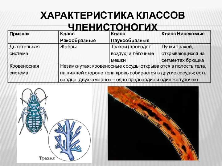 ХАРАКТЕРИСТИКА КЛАССОВ ЧЛЕНИСТОНОГИХ