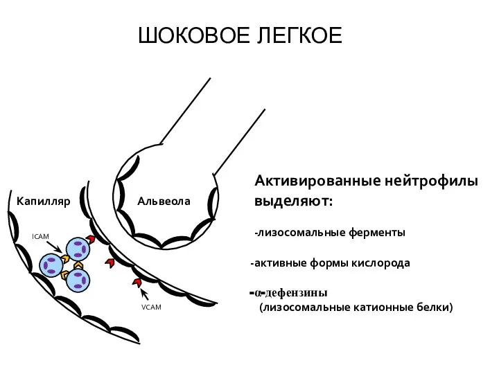ICAM VCAM Капилляр Альвеола Активированные нейтрофилы выделяют: -лизосомальные ферменты активные формы