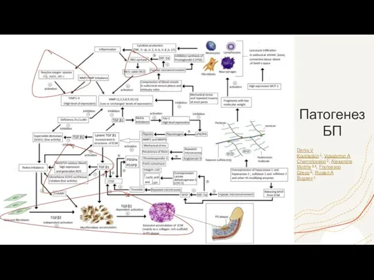 Патогенез БП Denis V Krakhotkin 1, Volodymyr A Chernylovskyi 2, Alexandre