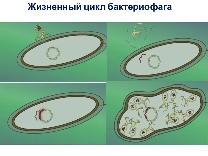 Жизненный цикл бактериофага