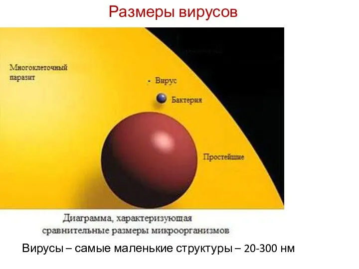 Размеры вирусов Вирусы – самые маленькие структуры – 20-300 нм