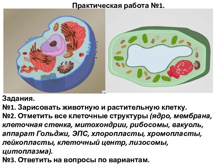 Практическая работа №1. Задания. №1. Зарисовать животную и растительную клетку. №2.