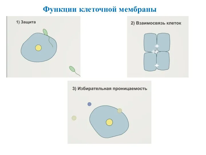 Функции клеточной мембраны