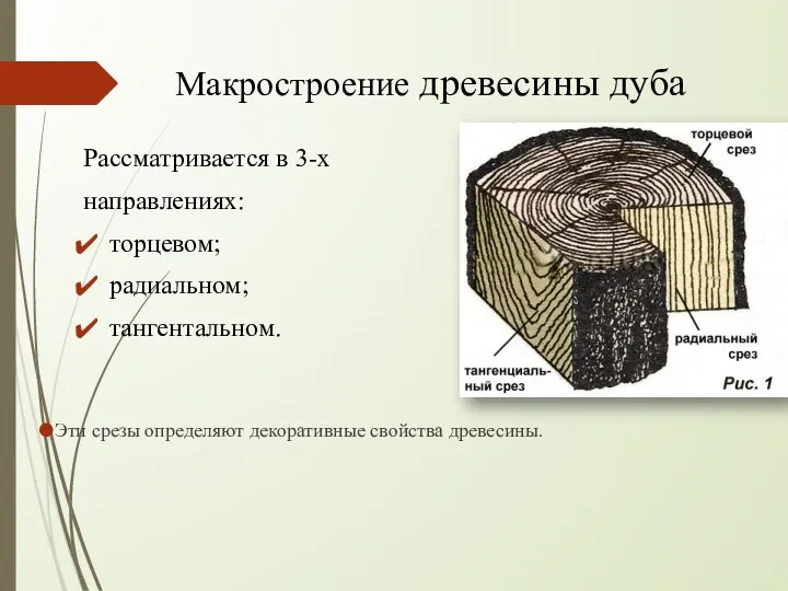 Макростроение древесины дуба Рассматривается в 3-х направлениях: торцевом; радиальном; тангентальном. Эти срезы определяют декоративные свойства древесины.