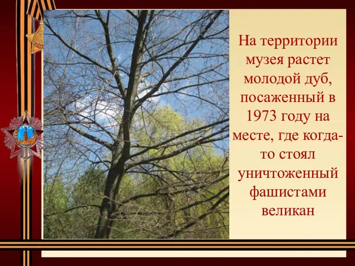 На территории музея растет молодой дуб, посаженный в 1973 году на