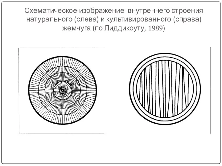 Схематическое изображение внутреннего строения натурального (слева) и культивированного (справа) жемчуга (по Лиддикоуту, 1989)