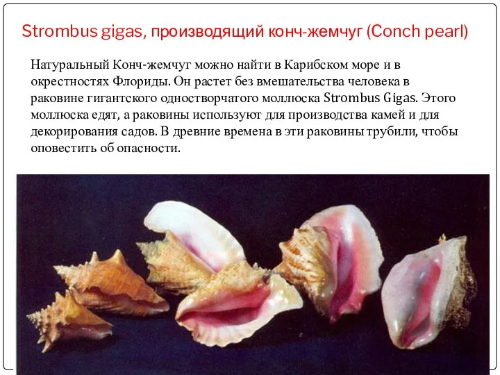 Strombus gigas, производящий конч-жемчуг (Conch pearl) Натуральный Конч-жемчуг можно найти в