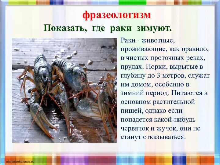 фразеологизм Показать, где раки зимуют. Раки - животные, проживающие, как правило,