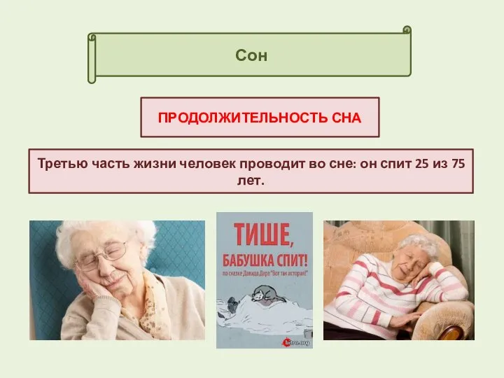 Сон ПРОДОЛЖИТЕЛЬНОСТЬ СНА Третью часть жизни человек проводит во сне: он спит 25 из 75 лет.