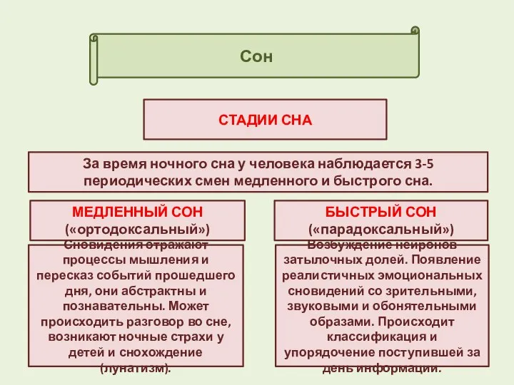 Сон СТАДИИ СНА МЕДЛЕННЫЙ СОН («ортодоксальный») БЫСТРЫЙ СОН («парадоксальный») За время