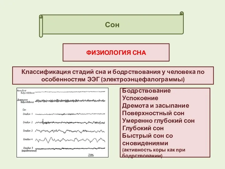 Сон ФИЗИОЛОГИЯ СНА Бодрствование Успокоение Дремота и засыпание Поверхностный сон Умеренно