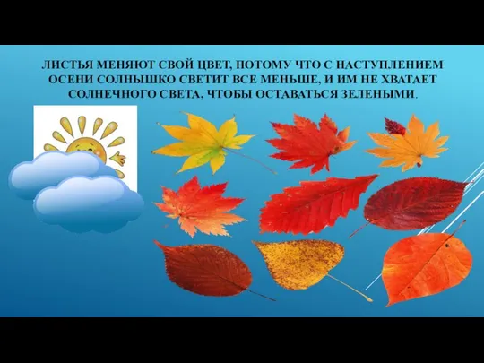 ЛИСТЬЯ МЕНЯЮТ СВОЙ ЦВЕТ, ПОТОМУ ЧТО С НАСТУПЛЕНИЕМ ОСЕНИ СОЛНЫШКО СВЕТИТ