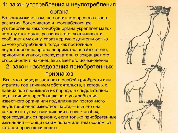 1: закон употребления и неупотребления органа Во всяком животном, не достигшем