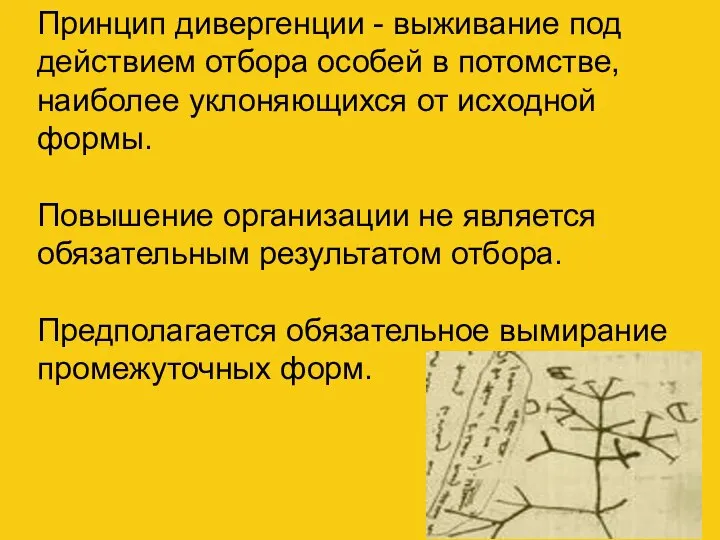 Принцип дивергенции - выживание под действием отбора особей в потомстве, наиболее