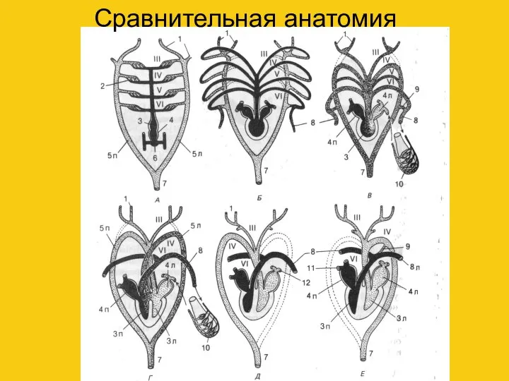 Сравнительная анатомия