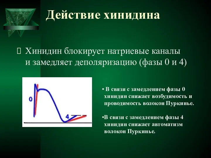 Действие хинидина Хинидин блокирует натриевые каналы и замедляет деполяризацию (фазы 0