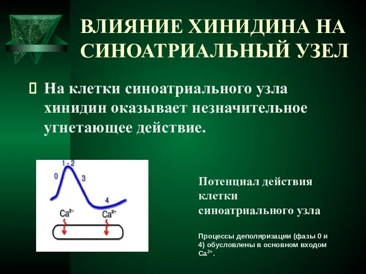 ВЛИЯНИЕ ХИНИДИНА НА СИНОАТРИАЛЬНЫЙ УЗЕЛ На клетки cиноатриального узла хинидин оказывает незначительное угнетающее действие.