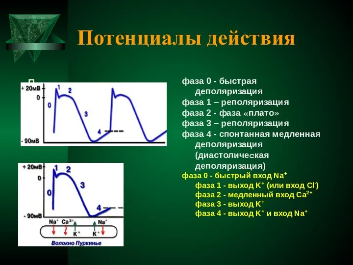 Потенциалы действия