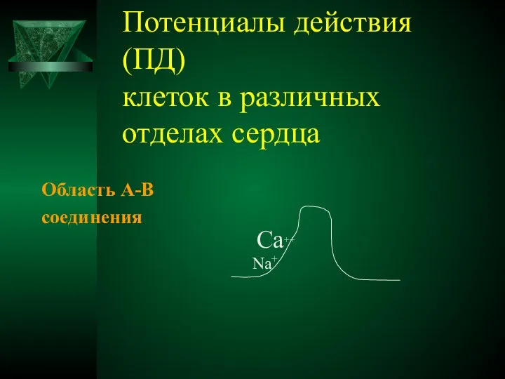 Потенциалы действия (ПД) клеток в различных отделах сердца Область А-В соединения Са++ Na+