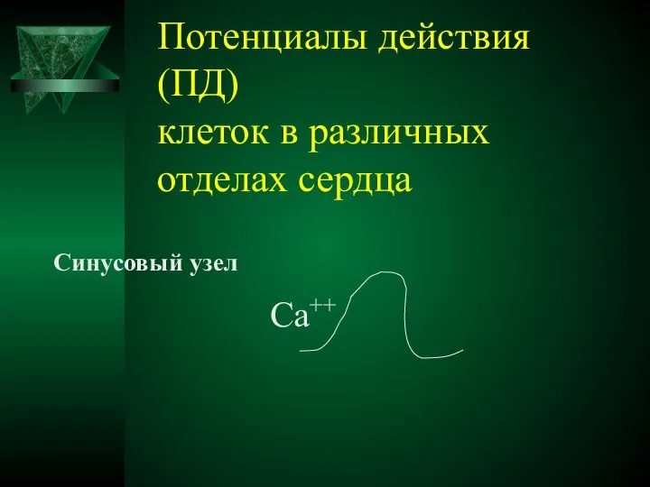 Потенциалы действия (ПД) клеток в различных отделах сердца Синусовый узел Са++