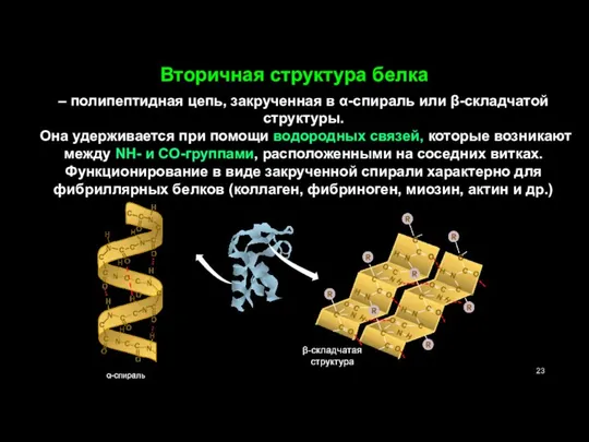 Вторичная структура белка – полипептидная цепь, закрученная в α-спираль или β-складчатой