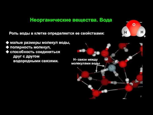 Роль воды в клетке определяется ее свойствами: малые размеры молекул воды,