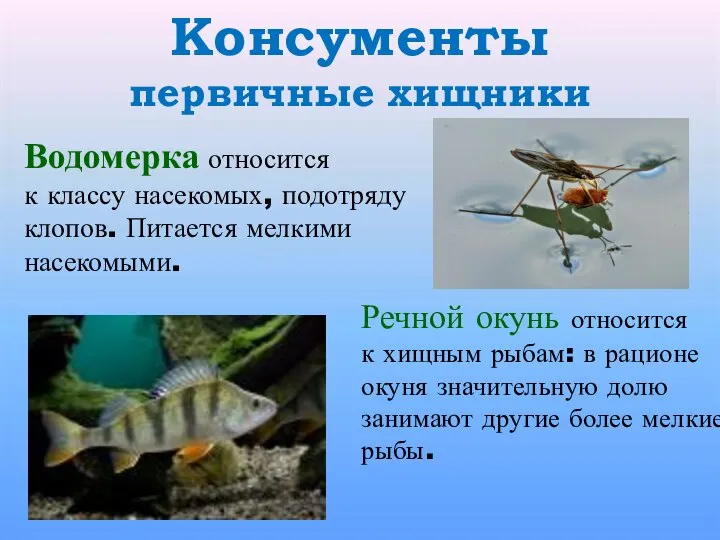 Консументы первичные хищники Водомерка относится к классу насекомых, подотряду клопов. Питается