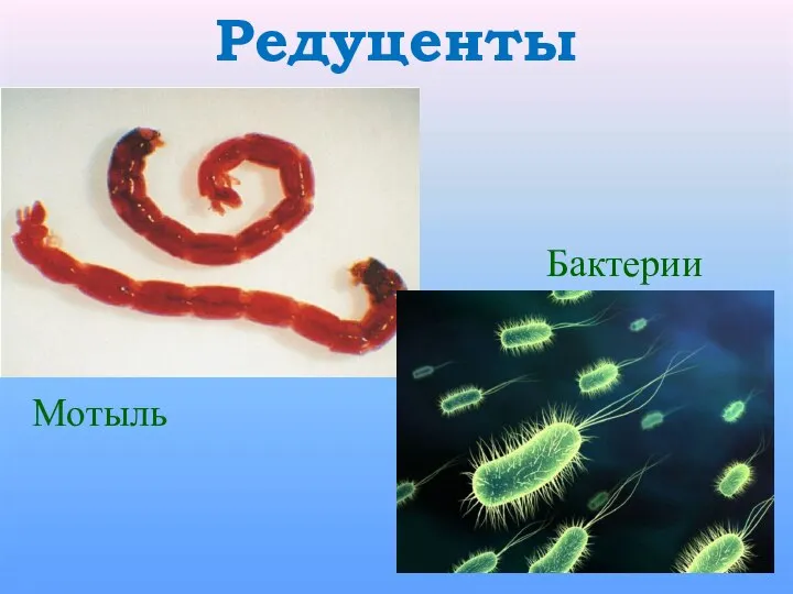 Редуценты Мотыль Бактерии