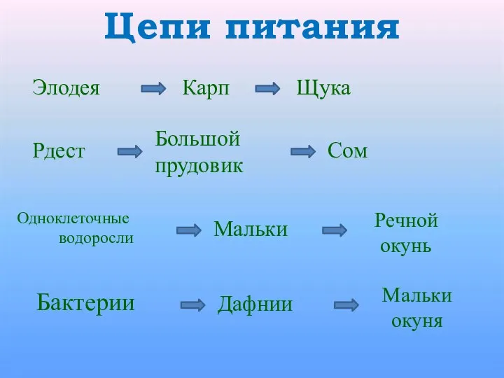 Цепи питания Элодея Карп Щука Рдест Большой прудовик Сом Дафнии Одноклеточные