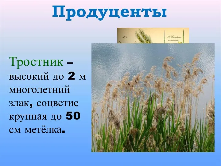 Продуценты Тростник – высокий до 2 м многолетний злак, соцветие крупная до 50 см метёлка.