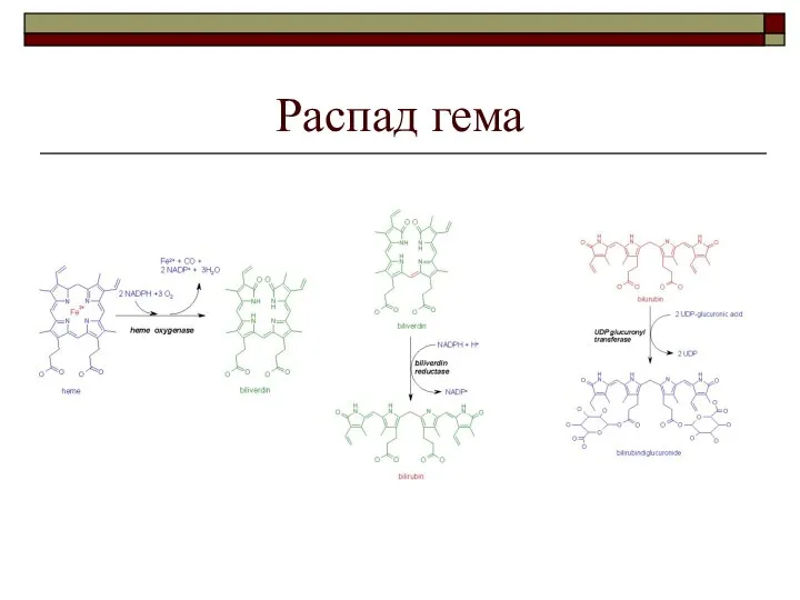 Распад гема