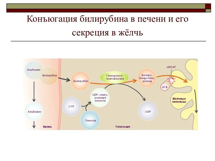 Конъюгация билирубина в печени и его секреция в жёлчь