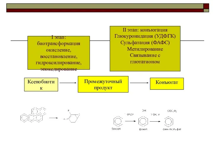 Ксенобиотик Промежуточный продукт Конъюгат I этап: биотрансформация окисление, восстановление, гидроксилирование, эпоксдирование