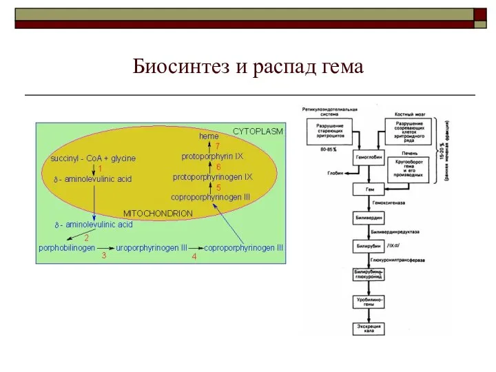 Биосинтез и распад гема