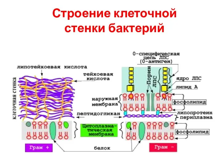 Строение клеточной стенки бактерий