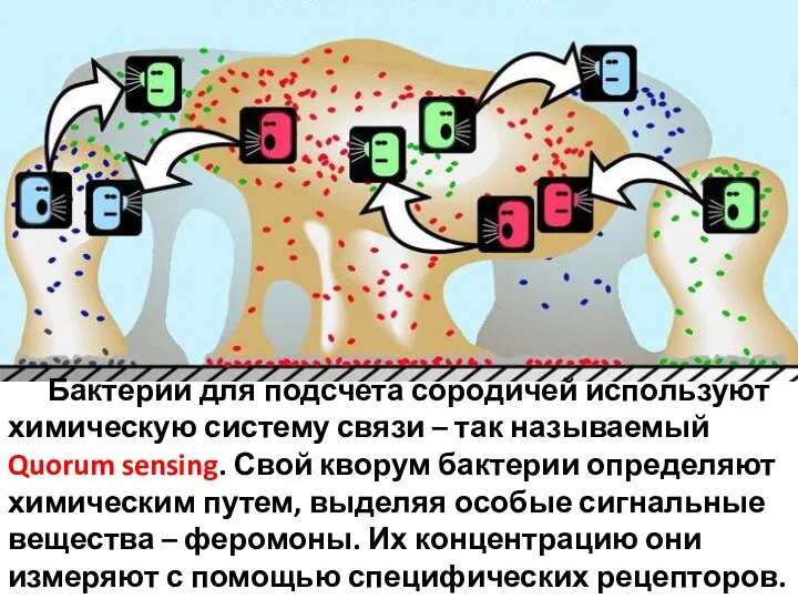 Бактерии для подсчета сородичей используют химическую систему связи – так называемый