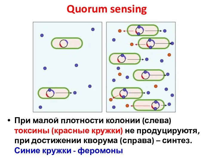 При малой плотности колонии (слева) токсины (красные кружки) не продуцируютя, при