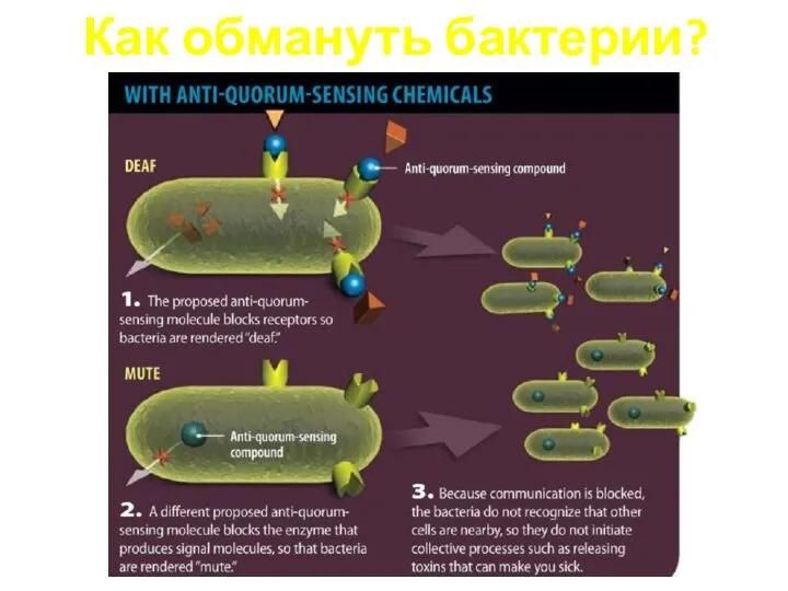 Как обмануть бактерии?