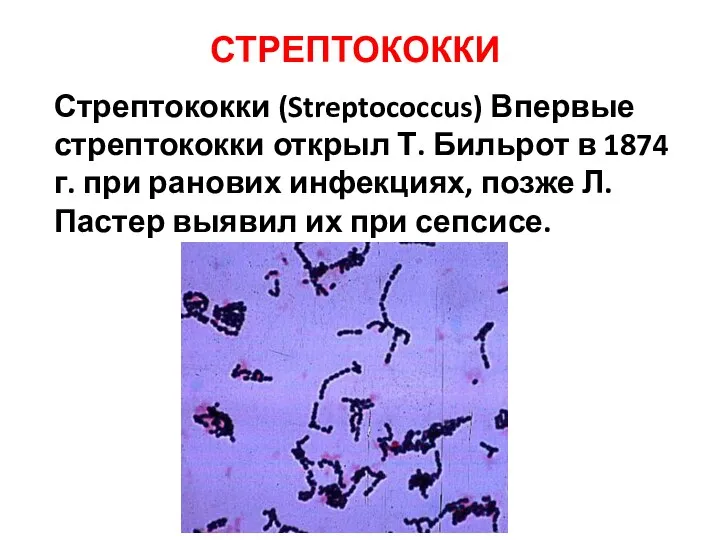 Стрептококки (Streptococcus) Впервые стрептококки открыл Т. Бильрот в 1874 г. при